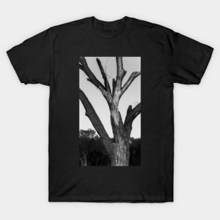 Lightning scarred tree T-Shirt